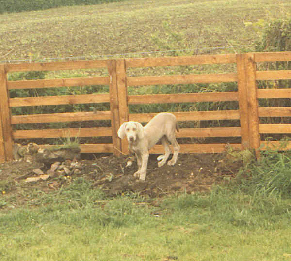 Feebie as a puppy digging