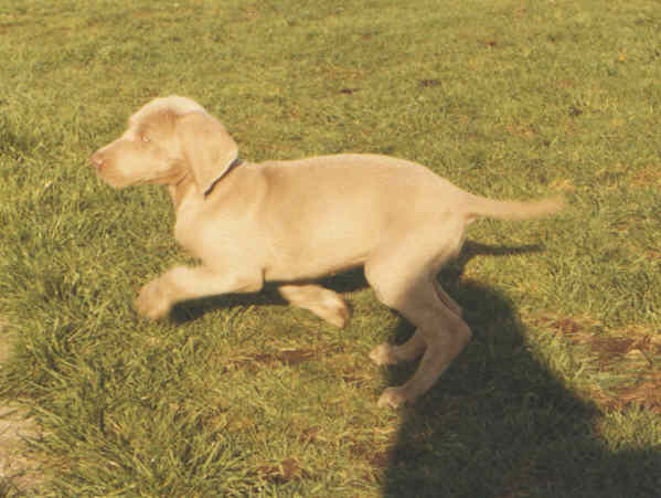 Feebie as a puppy leaping in the air